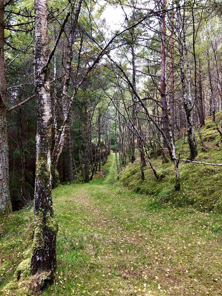 The road less travelled by clearlightskies