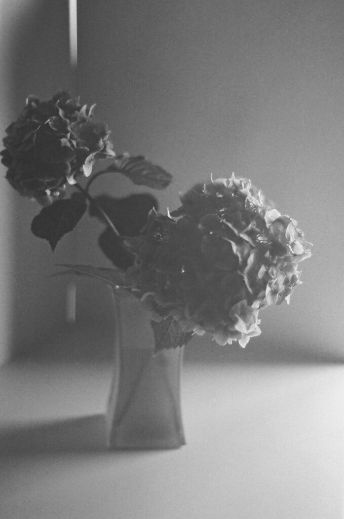 Indoor floral Kodak TriX by jackies365