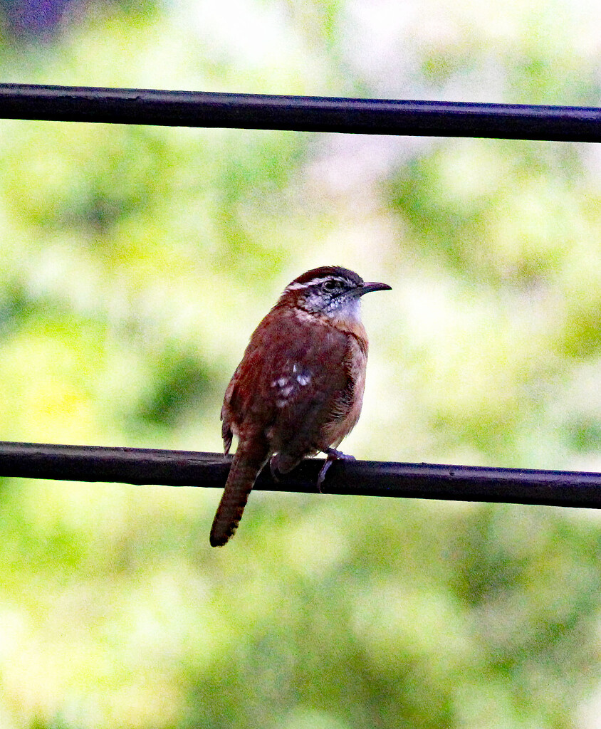 Sept 28 Carolina Wren On Deck Rail IMG_4784 by georgegailmcdowellcom