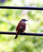 28th Sep 2023 - Sept 28 Carolina Wren On Deck Rail IMG_4784