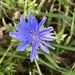 Chicory  by illinilass