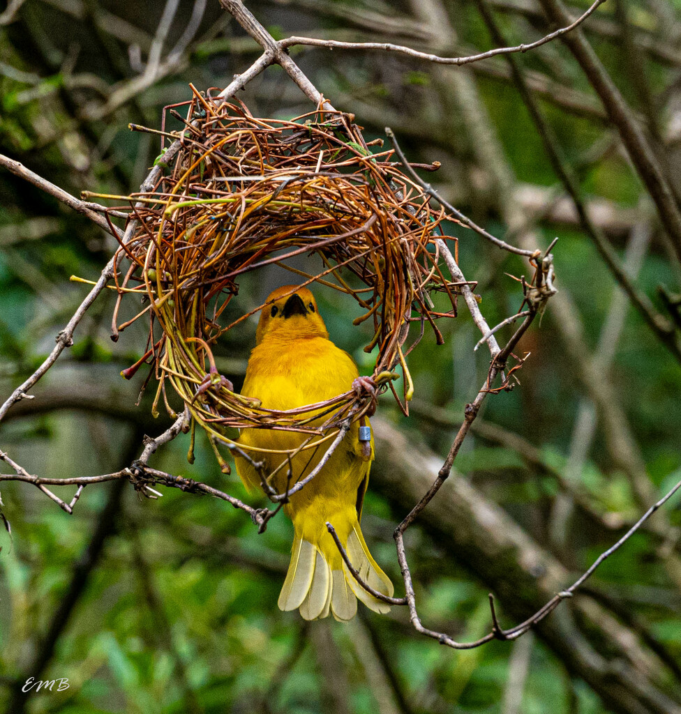 Cute little yellow birds from Africa by theredcamera