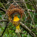 Cute little yellow birds from Africa by theredcamera