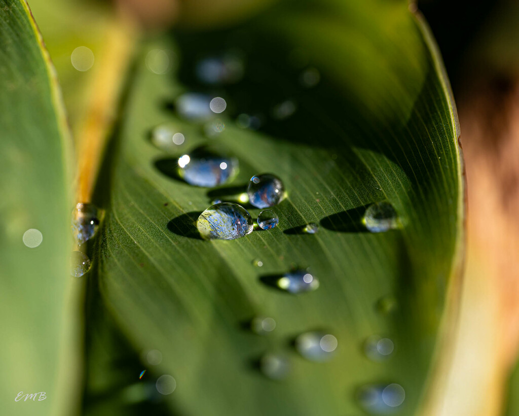Glistening Waterdrops  by theredcamera