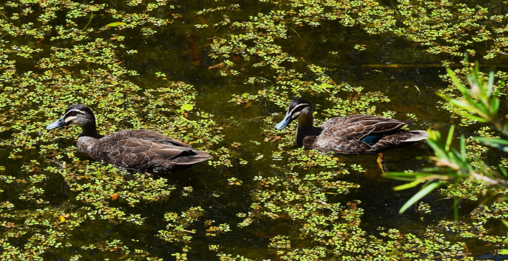 Ducks And Duck Weed ~ by happysnaps