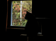 22nd Oct 2023 - Shadow cat