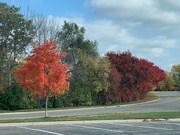 23rd Oct 2023 - 1023trees