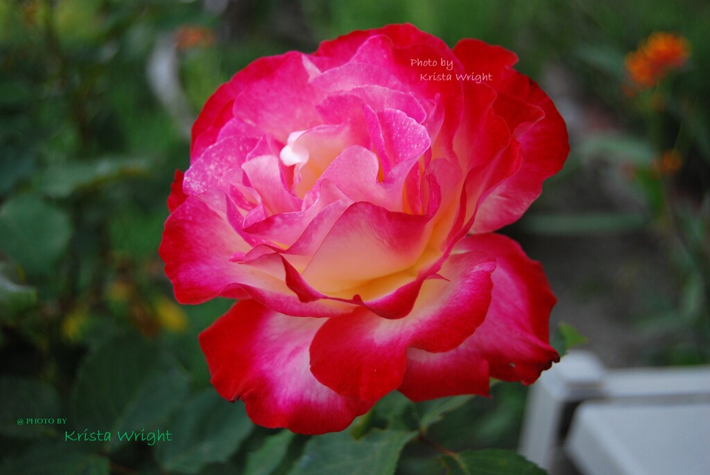 A Rose Aglow by peekysweets