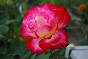 25th Oct 2023 - A Rose Aglow