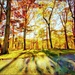 Autumn Gold by olivetreeann