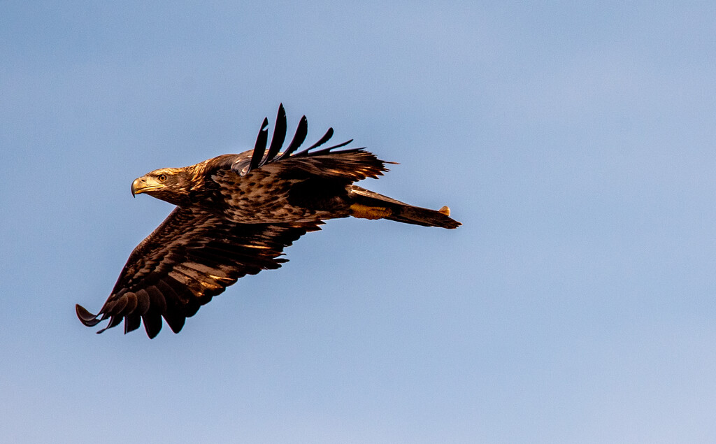 Juvenile Bald Eagle! by rickster549