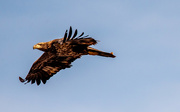 23rd Oct 2023 - Juvenile Bald Eagle!