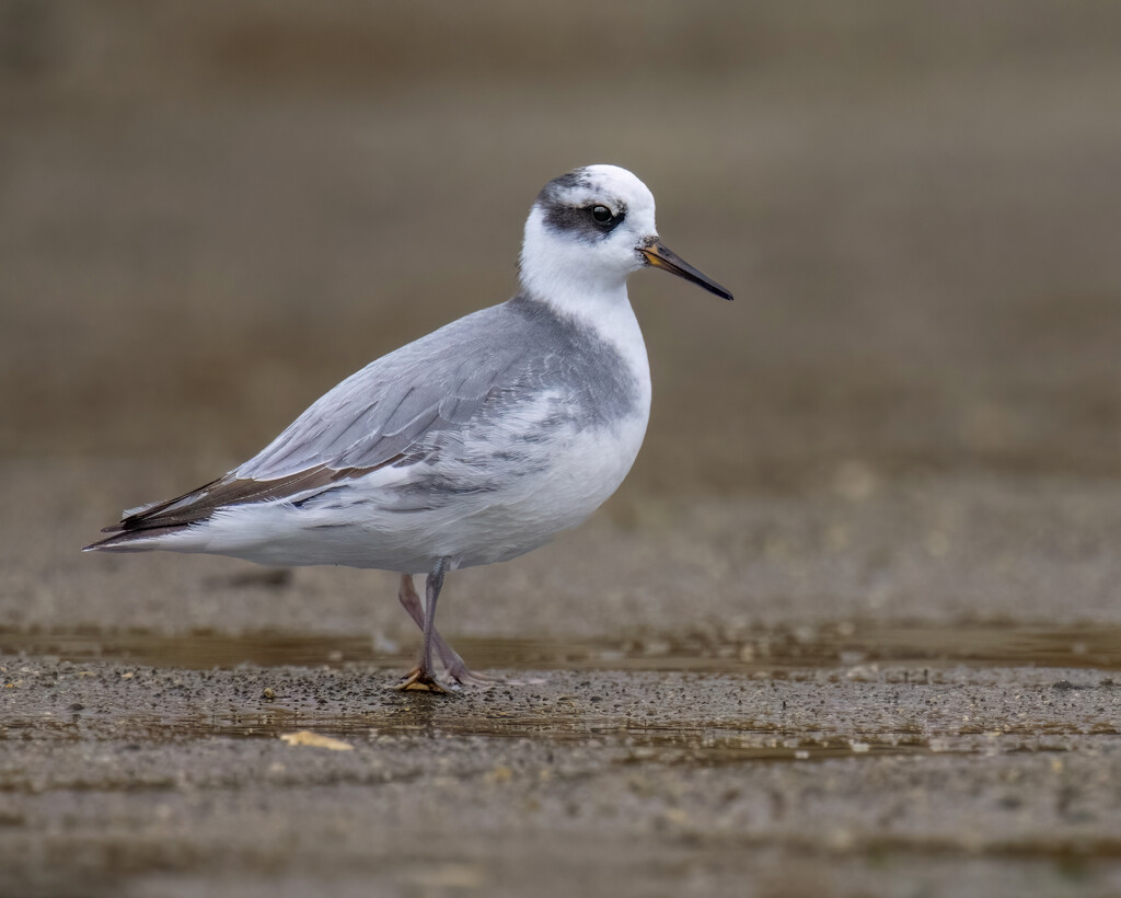 Red Phalarope by nicoleweg