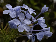 22nd Oct 2023 - pretty as plumbago