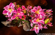 24th Oct 2023 - Oriental lillies