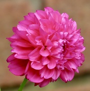24th Oct 2023 - My lonely dahlia again