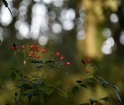 24th Oct 2023 - Rose hips & bokeh