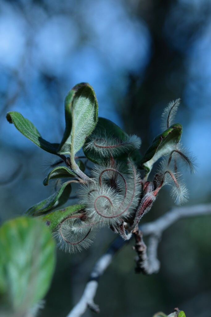 Birch Leaf Mountain Mahogany by blueberry1222