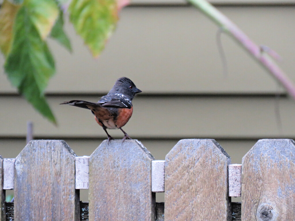 Spotted Towhee by seattlite