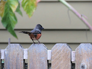 24th Oct 2023 - Spotted Towhee