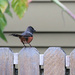 Spotted Towhee by seattlite