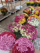 24th Oct 2023 - Flower market