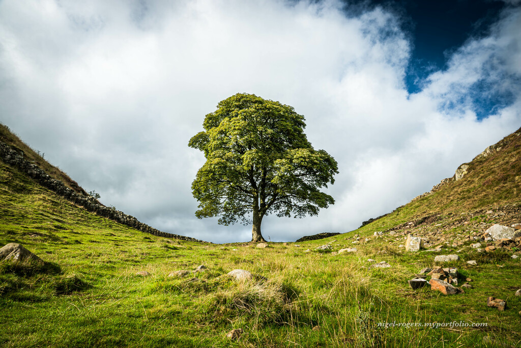 In Memory _ Sycamore Gap by nigelrogers