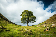 24th Oct 2023 - In Memory _ Sycamore Gap