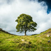 In Memory _ Sycamore Gap by nigelrogers