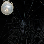 24th Oct 2023 - Spider's web