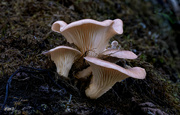 24th Oct 2023 - Fungi Macro 