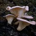 Fungi Macro  by theredcamera