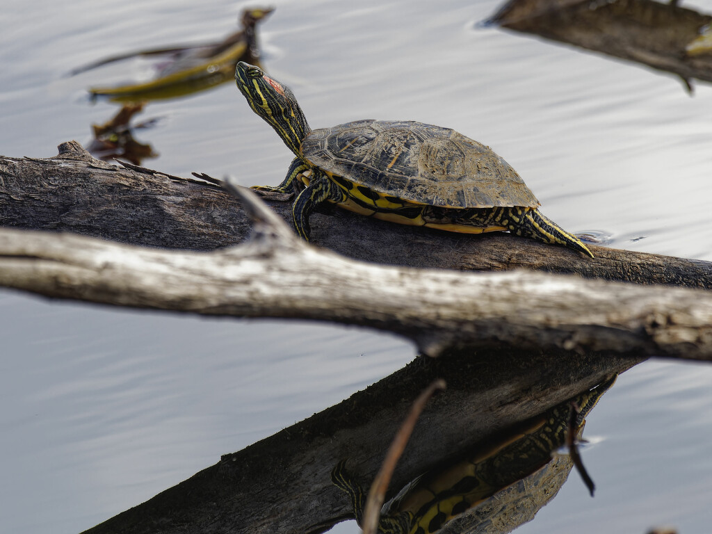 Red-eared pond slider by rminer