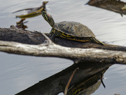 24th Oct 2023 - Red-eared pond slider