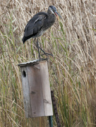 24th Oct 2023 - great blue heron