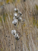 24th Oct 2023 - milkweed pods and seeds