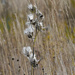 milkweed pods and seeds by rminer