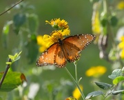 23rd Oct 2023 - LHG_4391Queen Butterfly on cowpens daisy