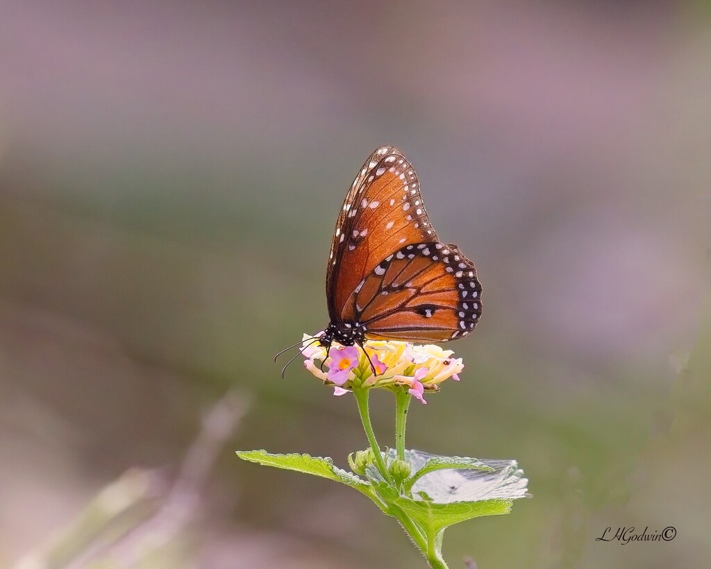 LHG_4402Queen Butterfly on Lantana by rontu