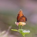 LHG_4402Queen Butterfly on Lantana by rontu