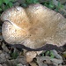 Fungi by ollyfran