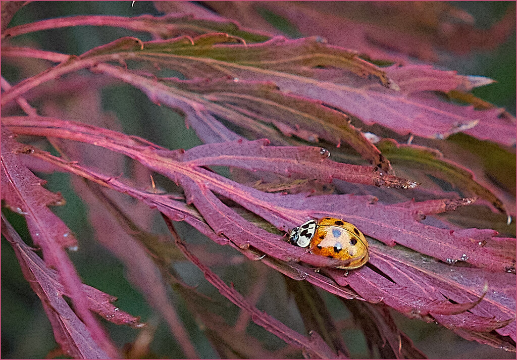 Little Golden Ladybug on Japanese Maple by gardencat