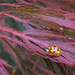 Little Golden Ladybug on Japanese Maple by gardencat