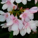 10 22 Pink Oleander by sandlily