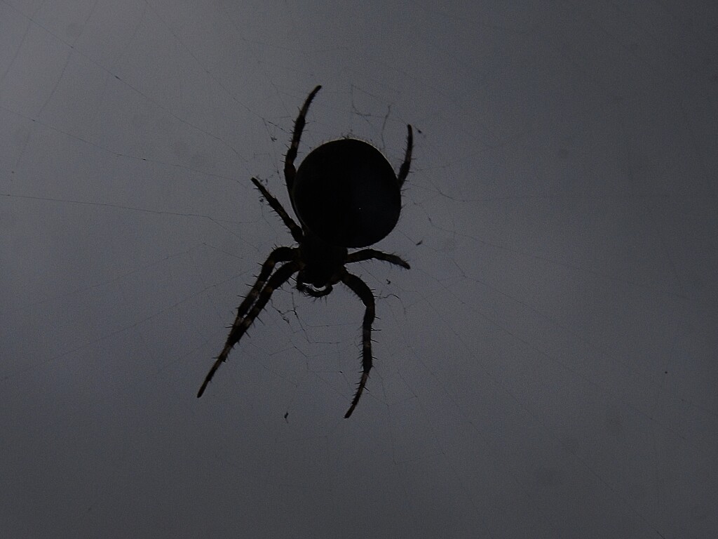 Spider by ajisaac
