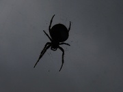11th Oct 2023 - Spider