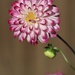 Pink & White Dahlia by jeremyccc