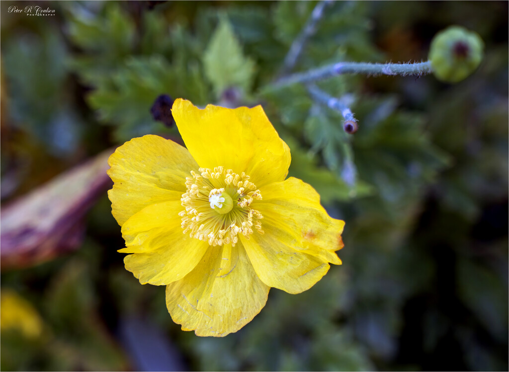 Yellow Poppy by pcoulson