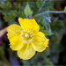 Yellow Poppy by pcoulson