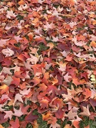 24th Oct 2023 - Red maple carpet